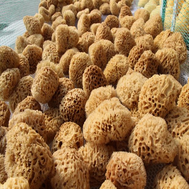 Natural Seaweed Cotton Brush Art Paint Phantom Paint Old Sponge Honeycomb Solid Polished Greek Sea Cotton