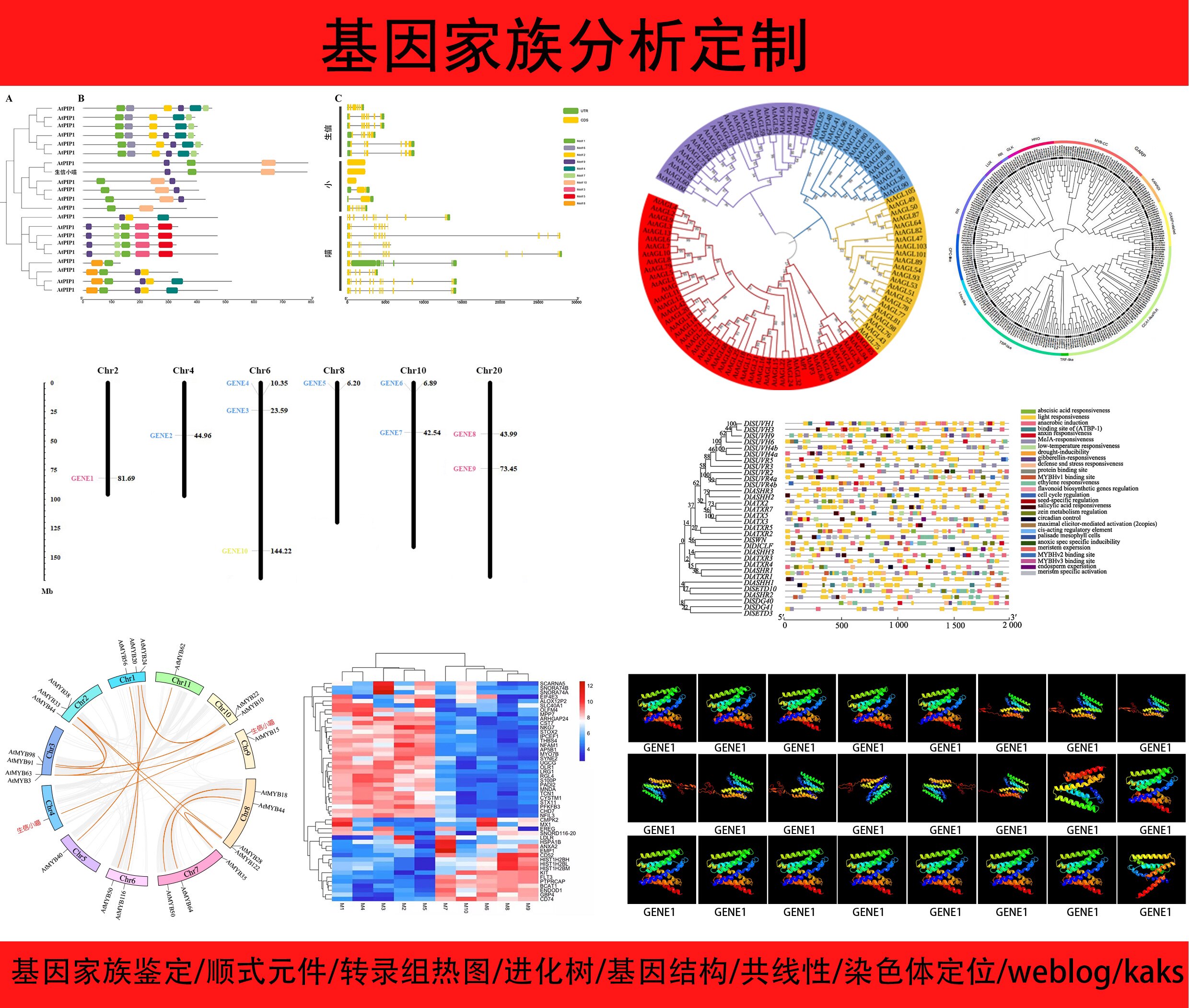 基因家族分析全套定制/成员鉴定/顺式元件进化树结构域共线性