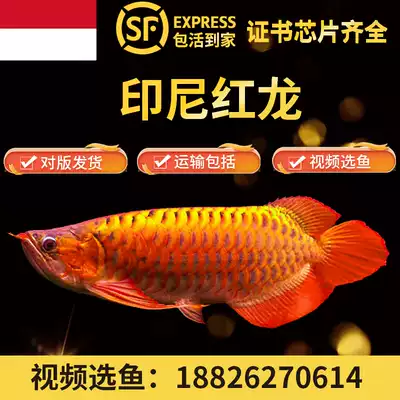 印尼红龙鱼活体鱼绿皮辣椒超血福龙鱼苗金龙鱼活鱼热带风水观赏鱼