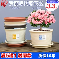 Алиса сгущенная галлонская смола