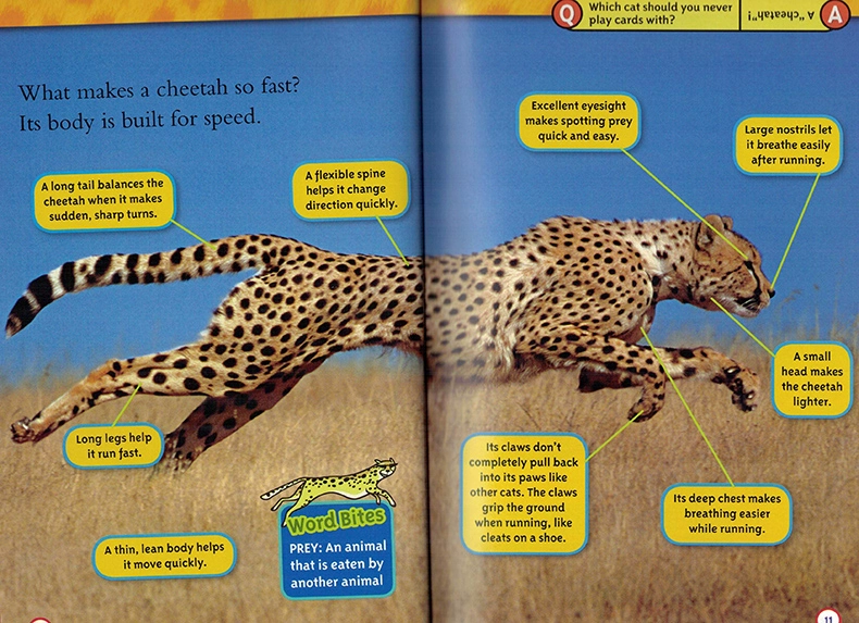 English truyện tranh gốc National Geographic Kids level2: Loài báo National Geographic Reading cho bách khoa toàn thư khoa học cho trẻ em English sách thiếu nhi