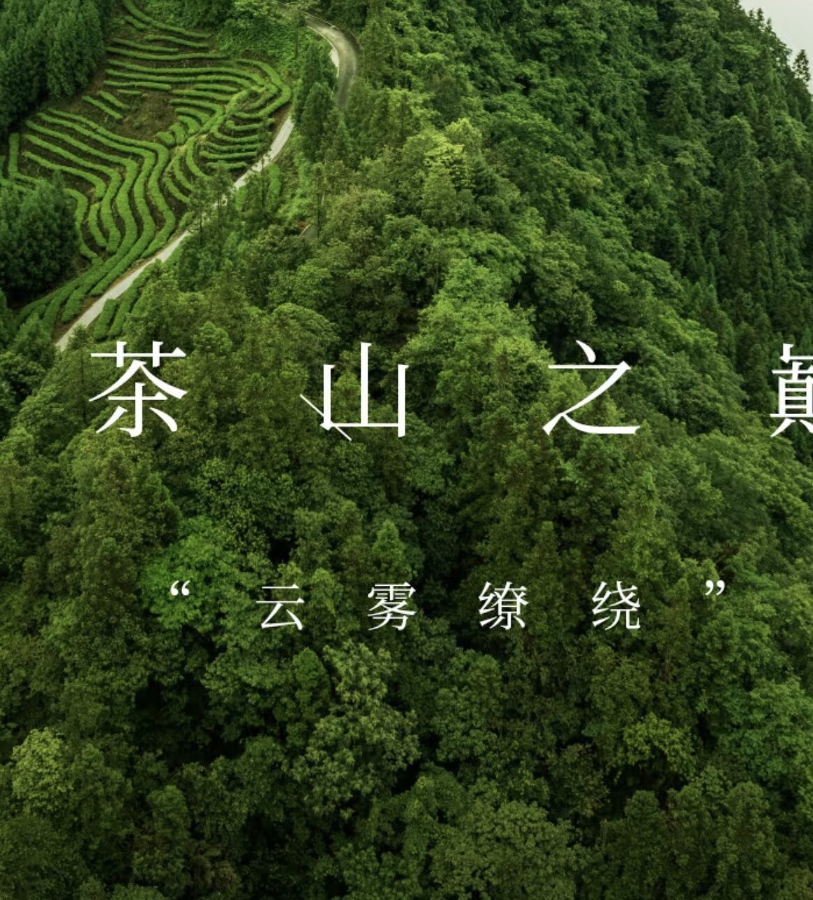 栖天迹茶业福鼎白茶自有茶山茶厂