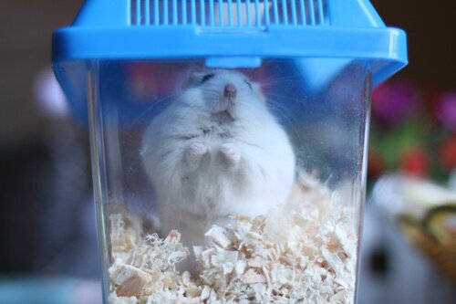 Plastic goldfish tank Turtle box Reptile box Small ecological box Betta box Paper net fishing goldfish goldfish container 10