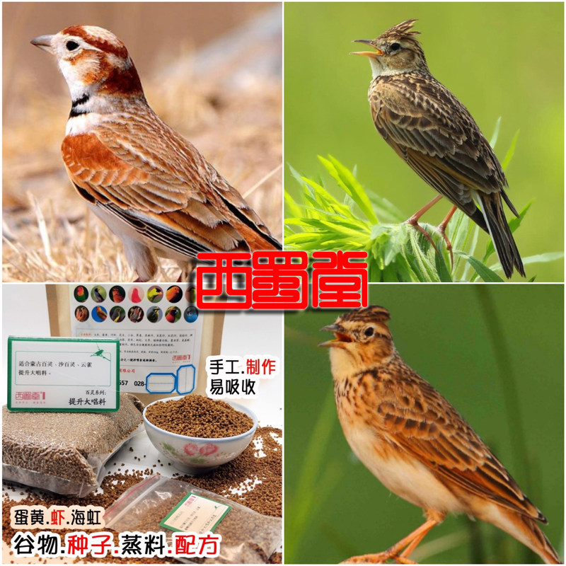 Xishutang handmade lark nutritious bird food to enhance singing material collection hair color preservation special feed lark feed