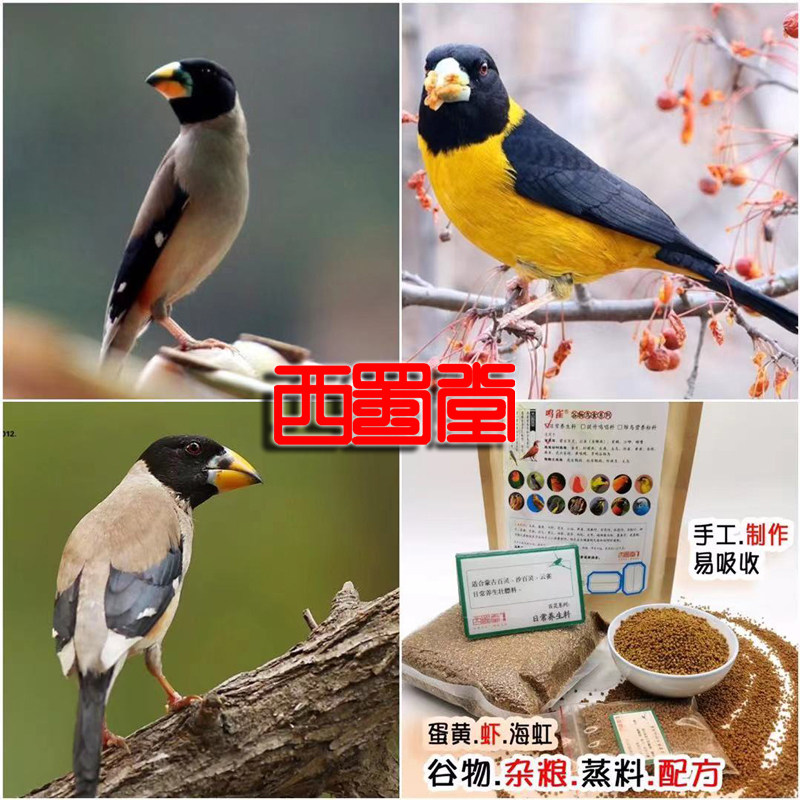 Xishutang handmade wax-billed sycamore bird food daily health and strong fat feed wax-billed sycamore anthropomorphic bird special feed