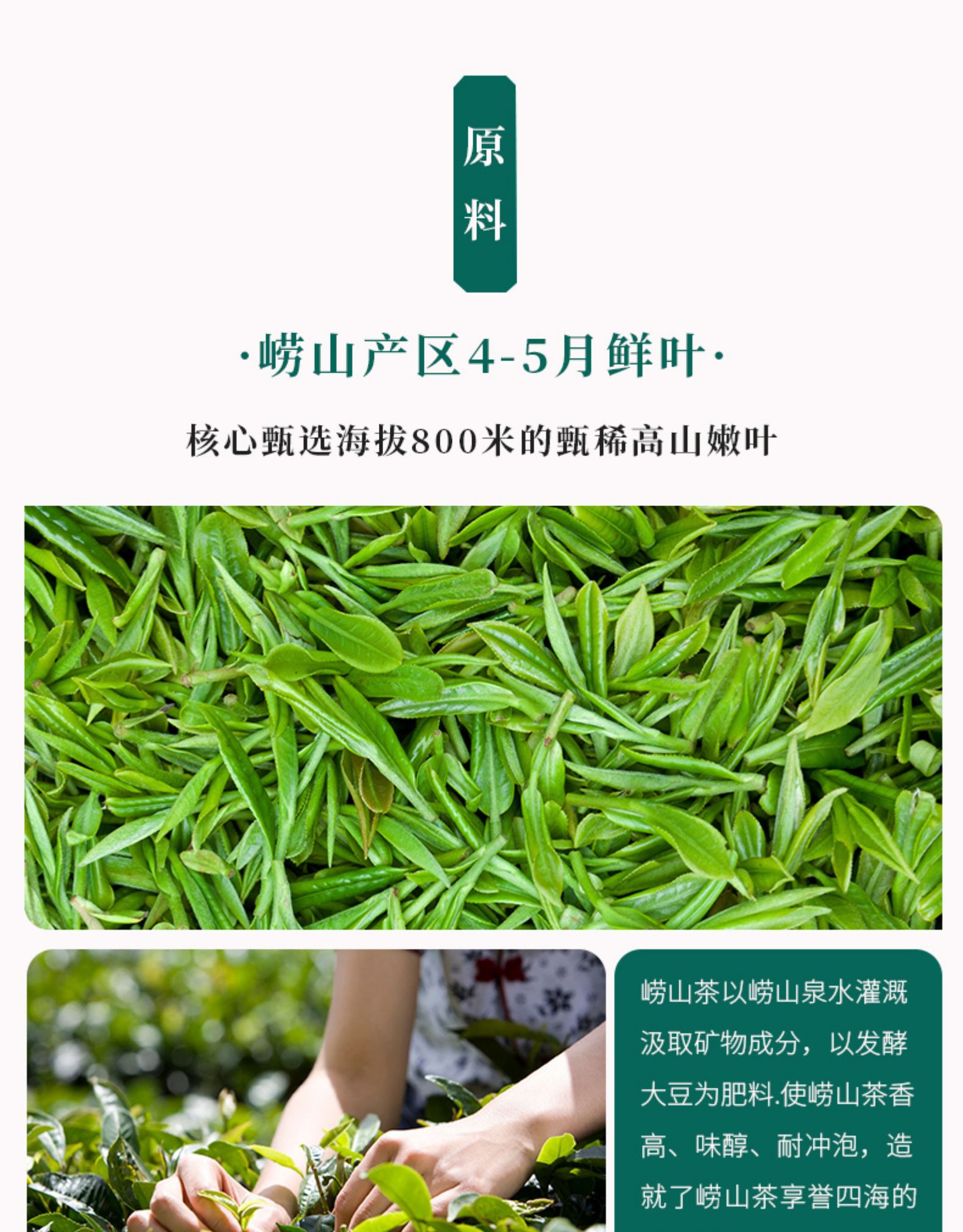 崂陈 特级豆香型崂山绿茶 500g 图11