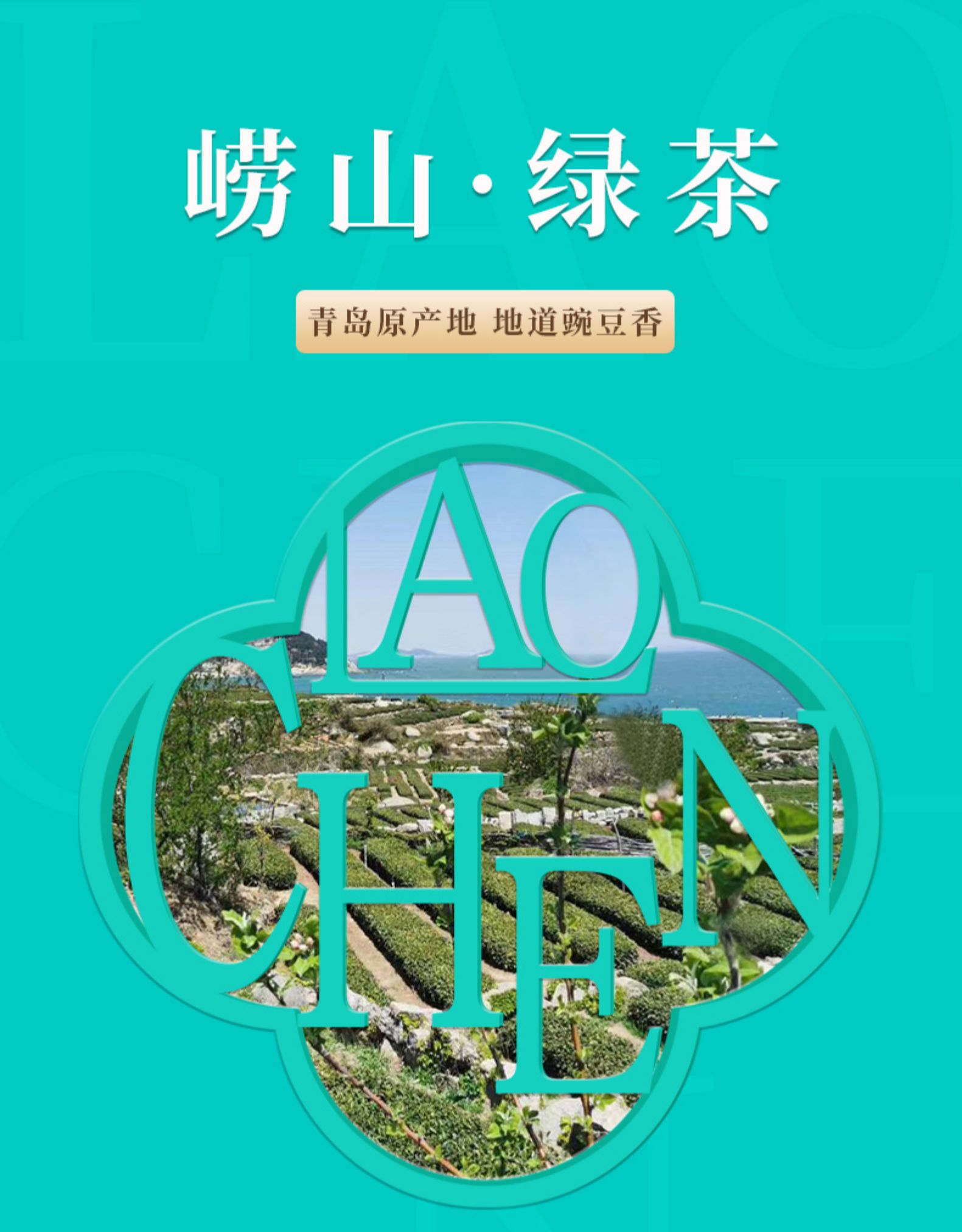 崂陈 特级豆香型崂山绿茶 500g 图2
