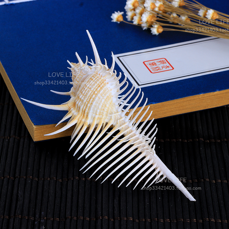 Natural Venus bone snail witch comb spiny bone snail comb thorn snail conch shell aquarium set stage props