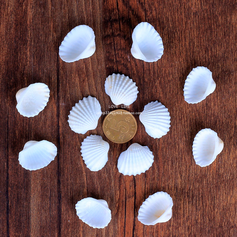 Snow clam coconut shell natural white shell home decorations DIY painting children student manual work materials