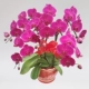 8 Purple Phalaenopsis b абзац B