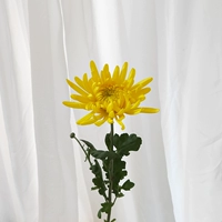 Флуоресцентная желтая отдельная ветвь желтая хризантема отправляется