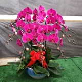 Тяньцзин Пекин День Рождения о доставке цветов Плюс горшечный растение с будком Новогоднего Года Смотрение Cymbidium