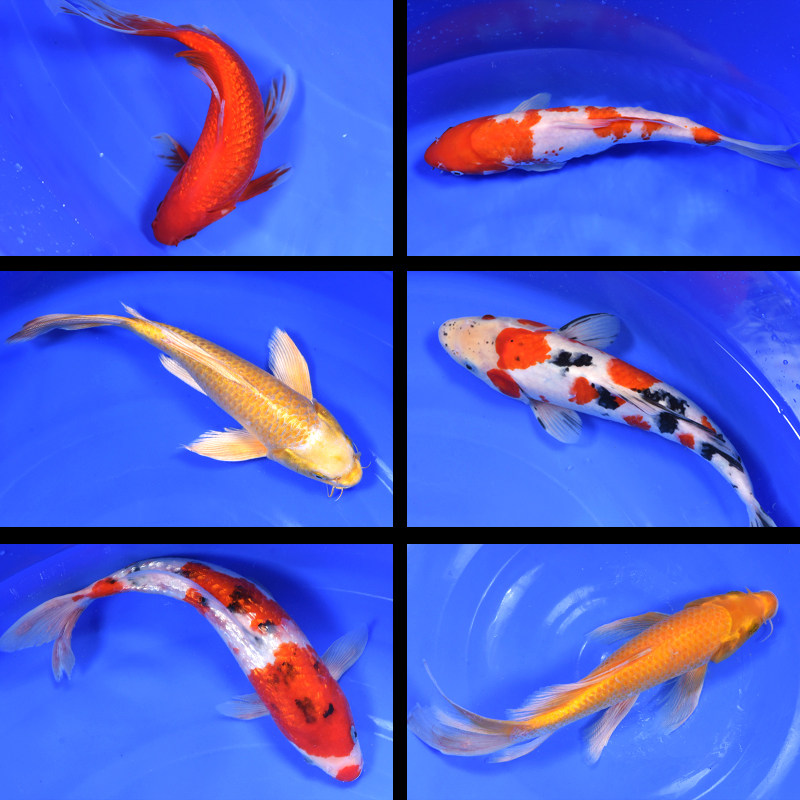butterfly koi fry