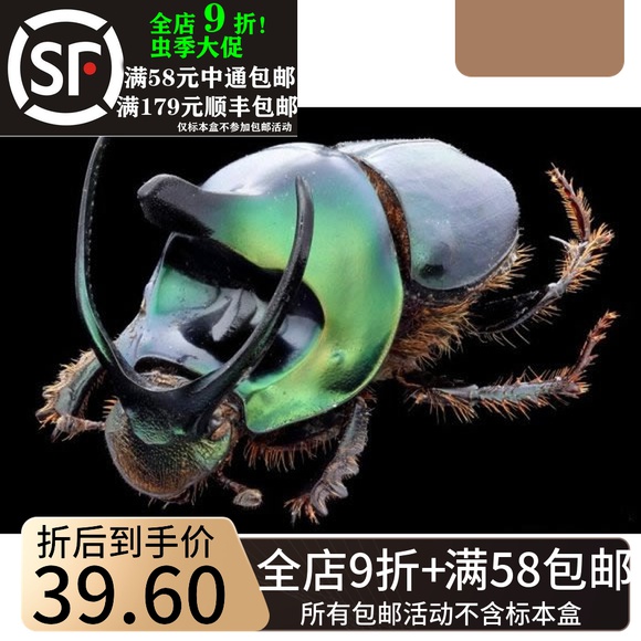 Muhhot Bum Dung Beetle Specimen V Corner Dung Beetle Specimens Dung Beetle Onthophagus Mouhoti Poop Groom