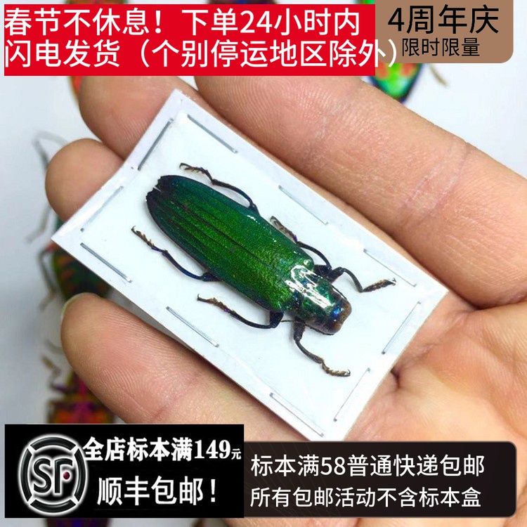 Demochroa detanii butterfly beetle spade specimen