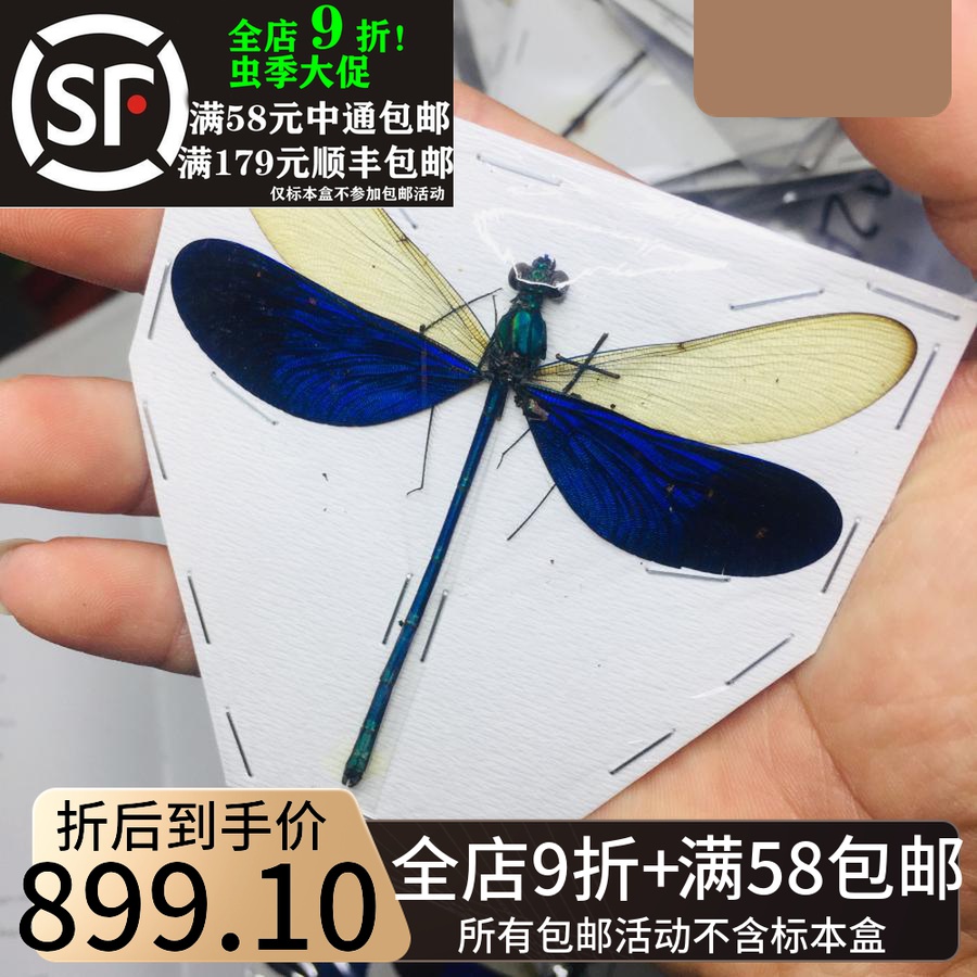 A2 Flawless large spread of the cappuccine color Neuromasis kaupi Bean Maiden Specimens Real Dragonfly Butterfly