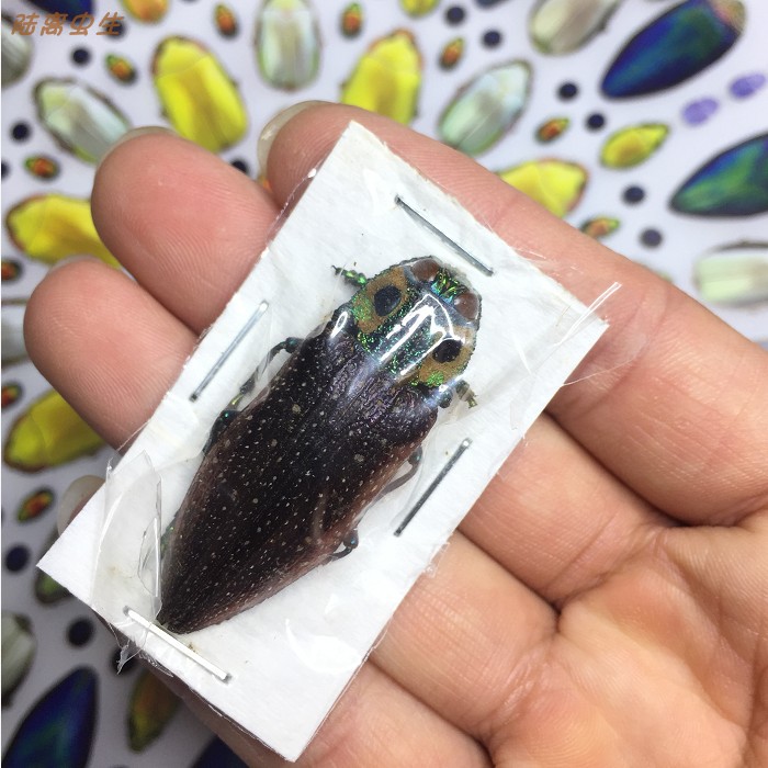 Four-eyed Roche citral jittin specimen Lampropepla rothschildi full of star Gitin beetle