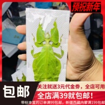 Spécimen de réparation de feuilles géantes Phyllium giganteum véritable insecte bâton insecte imitant un spécimen dinsecte