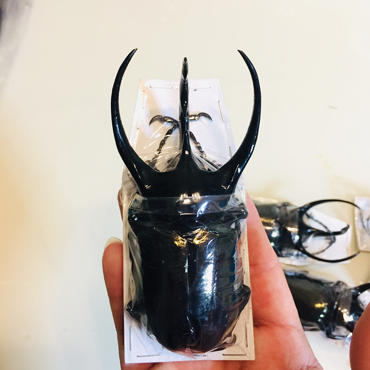 Nanyang big pocket insect specimen High Casas CCC subspecies insect specimen real insect beetle stag beetle jellyfish butterfly