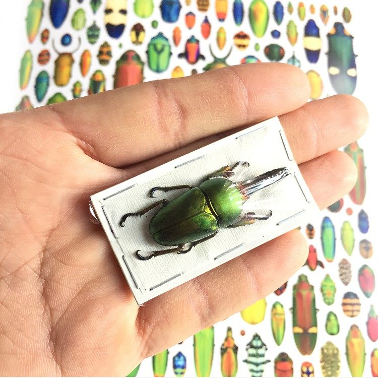 向日葵 昆蟲標本印尼金鍬型蟲lamprima Adolphinae 鍬甲甲蟲色彩藝術設 Yahoo奇摩拍賣