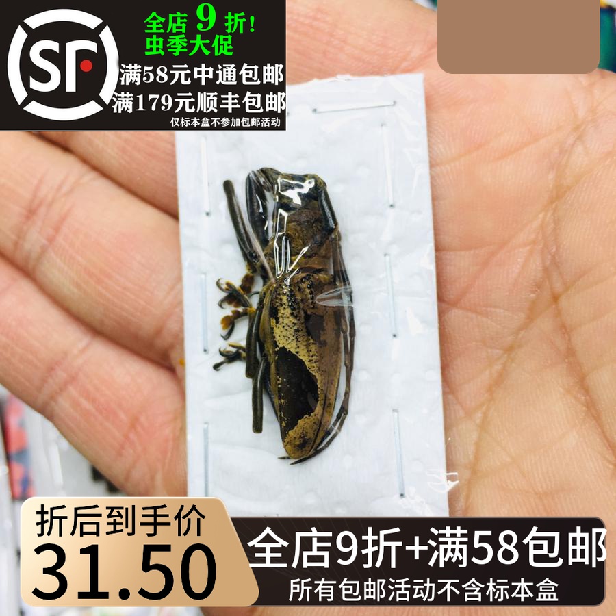 Malay eye spotted cow specimen Paraleprodera inidiosa Insect Real Beetle Collection Art Design