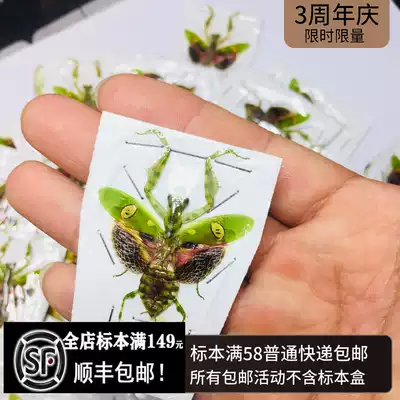 Eye spot mantis Creobroter gemmatus insect specimen mantis true beetle