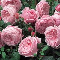 Свободный дух, воспитывающий виноградные времена [1,2-1,5 метра больших саженцев]