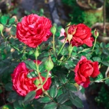 1,5 метра высокого розового цветочного цветочного цвета и винограда в этом сезоне.