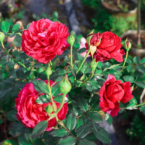 1,5 метра высокого розового цветочного цветочного цвета и винограда в этом сезоне.