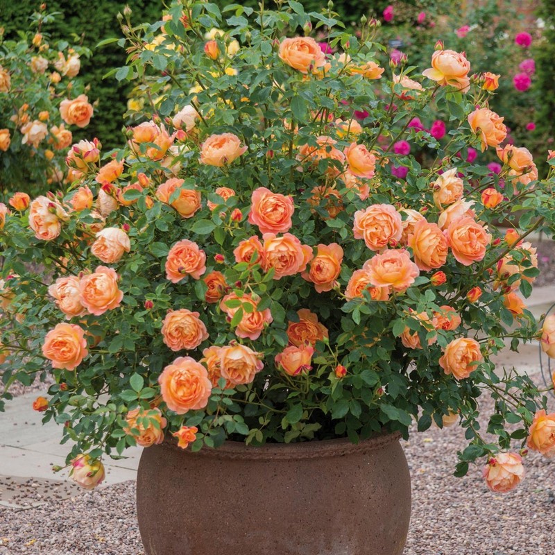 Austin fragrant climbing vine rose Lady Charlotte courtyard fragrant garden plant four seasons flowering roses