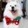 Milk Tuaner NAITUANER ~2025 Pet Christmas Limited Рождественский нагрудник для собак, аксессуары для фотосъемки средних и крупных собак mini 2