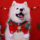 Milk Tuaner NAITUANER ~2025 Pet Christmas Limited Рождественский нагрудник для собак, аксессуары для фотосъемки средних и крупных собак mini 0
