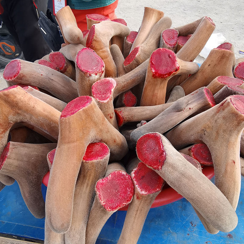 Jilin Plum Blossom Antler Pieces Cut blood sheet Fresh bubble wine material Non-whole branch Zhengzong 20 grams Non-500g
