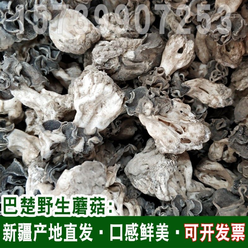 New Stock of Bachu Mushrooms 100g, Xinjiang Bachu Wild Dried Edible Mushrooms, Shiitake Mushrooms, Hu Yang Forest Wrinkled-Stemmed Morel Mushrooms New Stock of Bachu Mushrooms 100g, Xinjiang Bachu Wild Dried Edible Mushrooms, Shiitake Mushrooms, Hu Yang Forest Wrinkled-Stemmed Morel Mushrooms