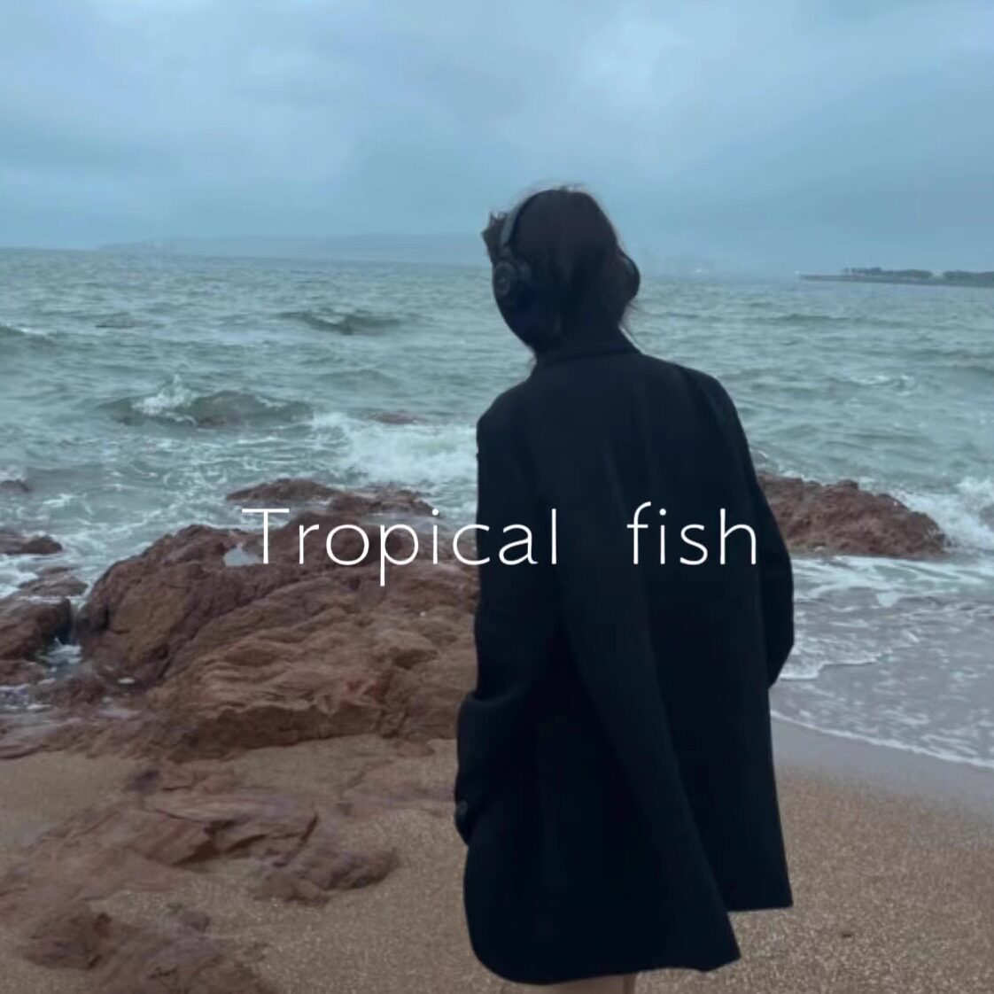 Tropical fish热带鱼