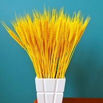 Natural golden wheat ears open barley DIY dry flower floral flower arrangements living-room decoration swinging pieces photo-prop bouquet