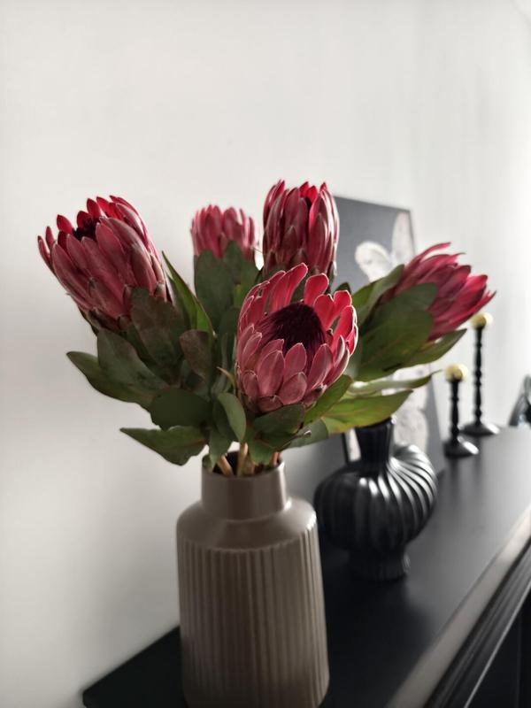 Imported from South Africa, Princess Imperial Queen Flowers Have a Long Flowering Period and Can Be Used as Fresh Flowers or Dried Flowers. Direct Delivery from Kunming Via Sf Express with Free Shipping