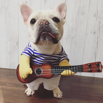Bago funny clothes pet dog guitarist turned into a funny way fight funny playing guitar clothes