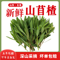 现摘 新鲜山野菜山苜楂山麻楂农家蔬菜包子应季山蚂蚱菜新鲜蔬菜