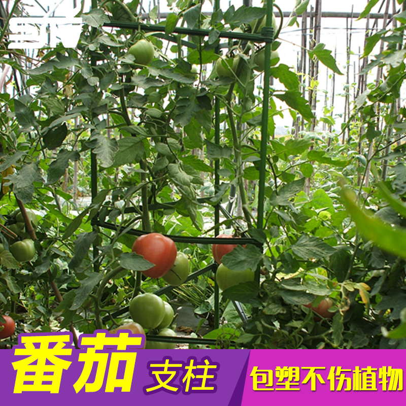 爬藤植物支柱攀爬支架辣椒茄子番茄爬藤花支架包塑鋼管花 爬藤植物支柱攀爬支架辣椒茄子番茄爬藤花支架包塑鋼管花