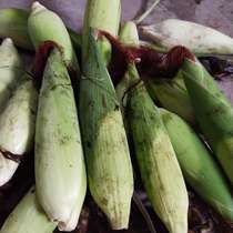 Chaoshans own planting of fresh corn 5kg of sweet white sticky sweet glutinous corn on the white waxy corn