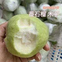 Chaozhou Muzis own home-grown guava fresh crisp sweet guava pregnant fruit 5kg