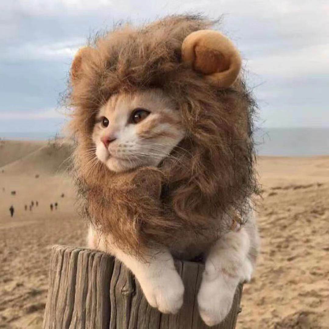 Pet Cat Lion Headset Little Cat Hat Beauty Gaffy Changing Lion Funny and Lovely Dress Up
