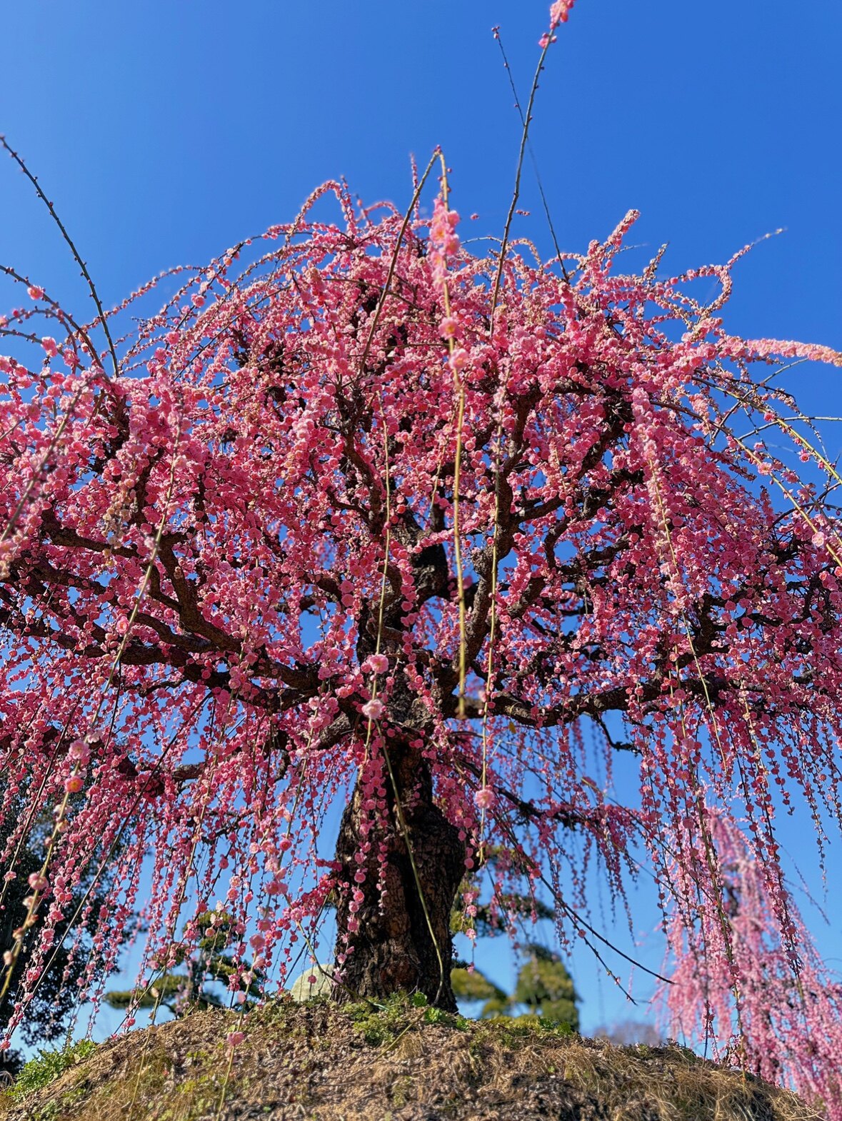 蟹老板花草园林