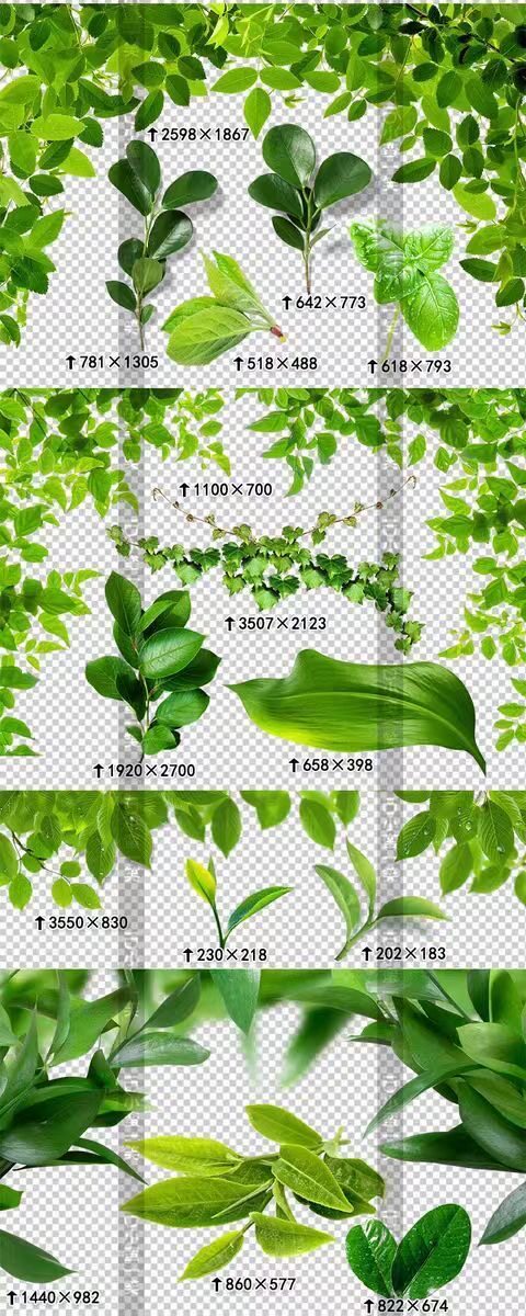 清新自然叶子边框绿叶嫩芽 热带植物春夏季装饰ps免抠png素材