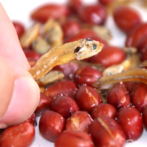 Ningbo specialty sea-winding small fish dried peanuts seaweed peanut rice vegetables canned nuts 120g x3 cans