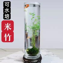 Guanyin bamboo hydroponic with root rice bamboo hydroponic indoor microscopic small bonsai water culture Jinming bamboo ornamental bamboo can raise fish