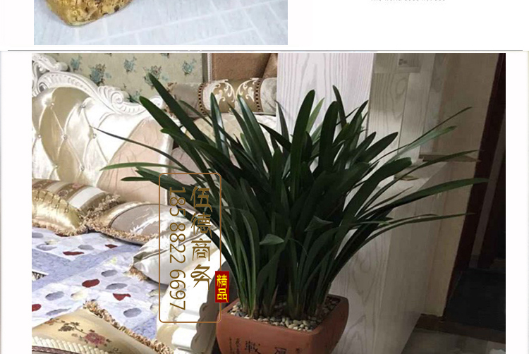 Táo tàu gỗ cọc phân gốc rễ khắc ghế trụ gỗ rắn phân cà phê bàn ​​trà phân rắn gỗ trụ hoa đứng ghế gỗ rắn - Các món ăn khao khát gốc bàn gốc cây
