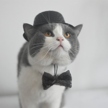 Meow wan'er cat hat accessories pet show top hat