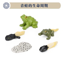 The life cycle of Boko Psychological sand-emulated frogs -5 pieces of tadpole eggs model Evolution Cognitive Children